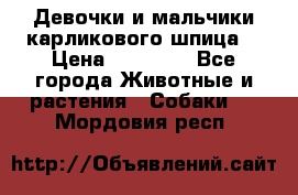Девочки и мальчики карликового шпица  › Цена ­ 20 000 - Все города Животные и растения » Собаки   . Мордовия респ.